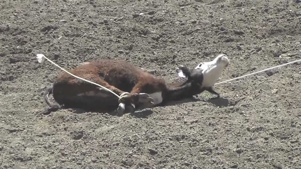 Utah Animal Rights Coalition - UARC