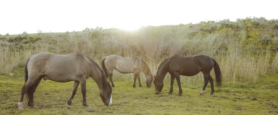 Utah Animal Rights Coalition - UARC