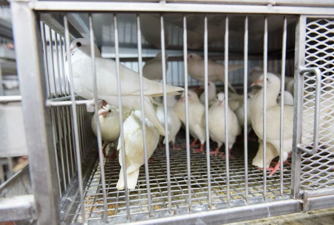 Friends Of Animals United NJ - FAUN