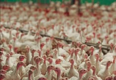 Friends Of Animals United NJ - FAUN