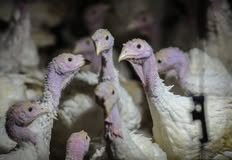 Friends Of Animals United NJ - FAUN