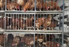 Friends Of Animals United NJ - FAUN