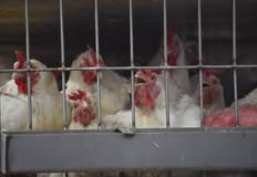 Friends Of Animals United NJ - FAUN