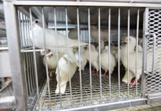 Friends Of Animals United NJ - FAUN