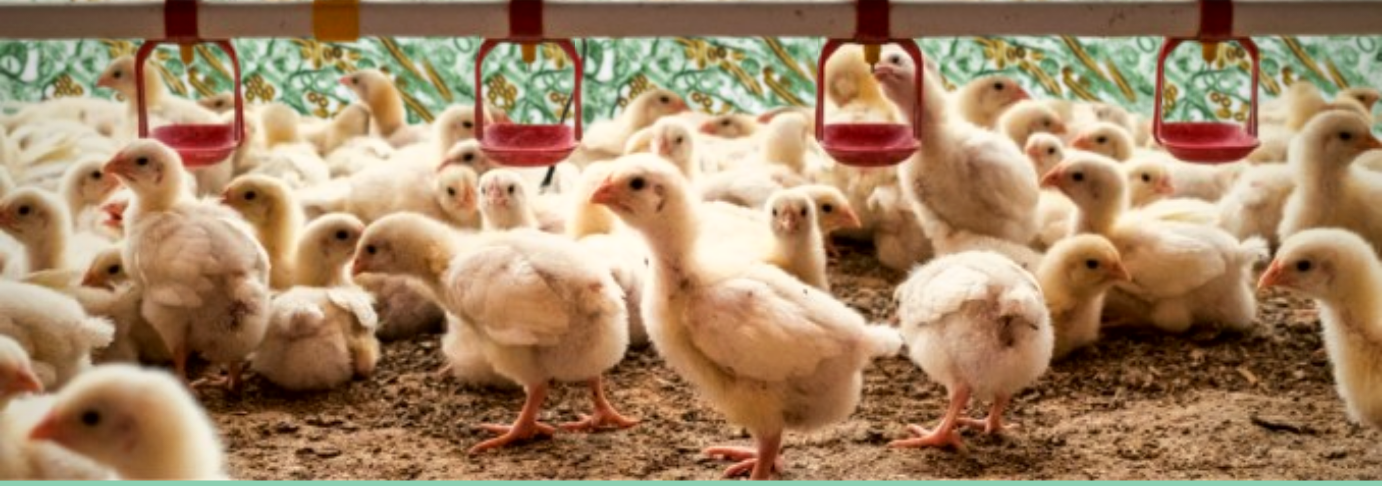 Project Animal Freedom