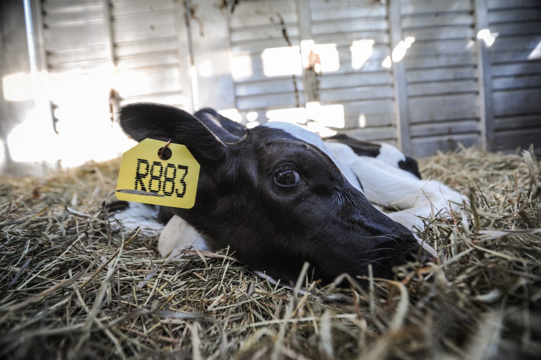 Project Animal Freedom