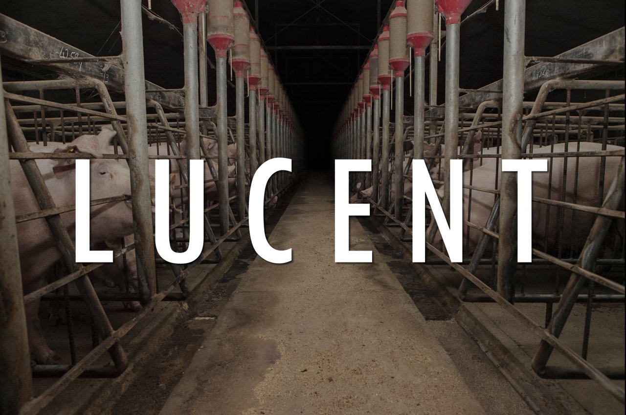 Project Animal Freedom
