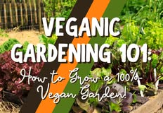 Project Animal Freedom