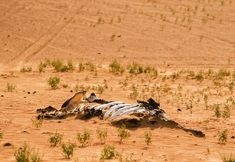 Project Animal Freedom