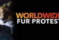 Project Animal Freedom
