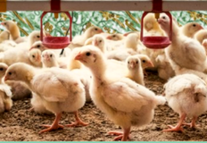 Project Animal Freedom