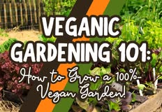 Project Animal Freedom