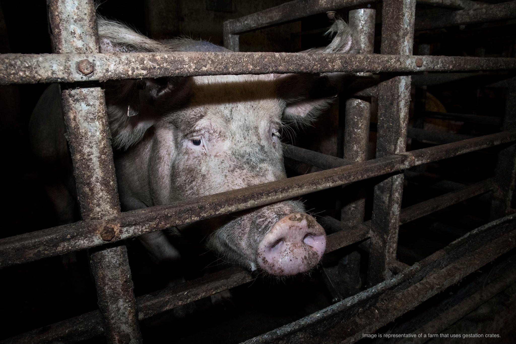 Animal Equality