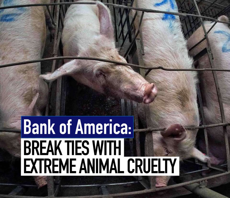 Animal Equality