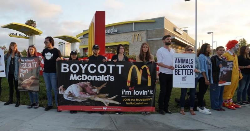 Animal Equality