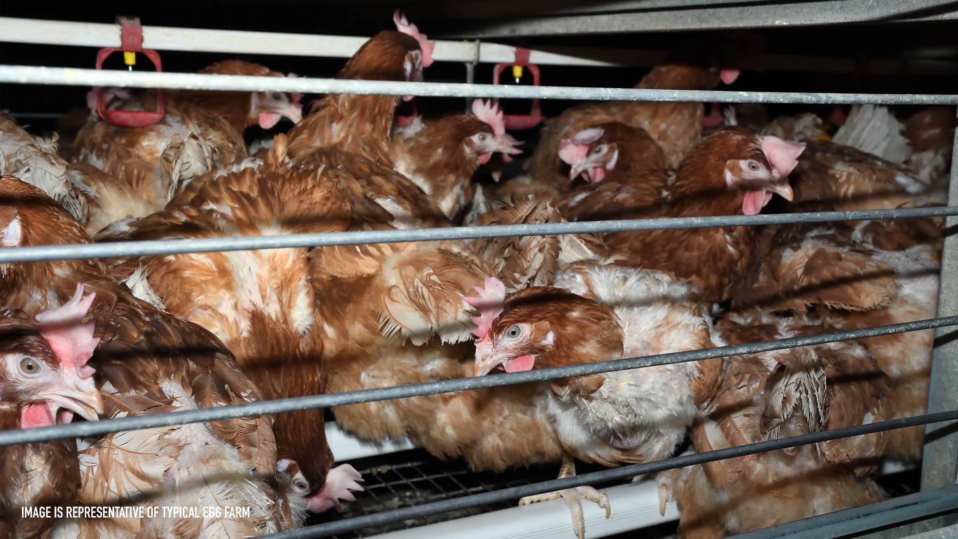 Animal Equality