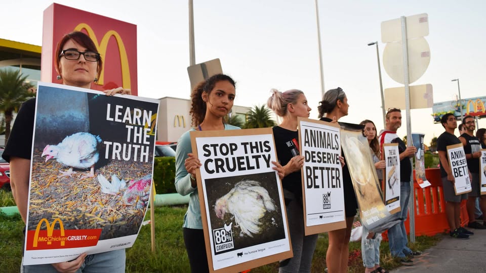 Animal Equality