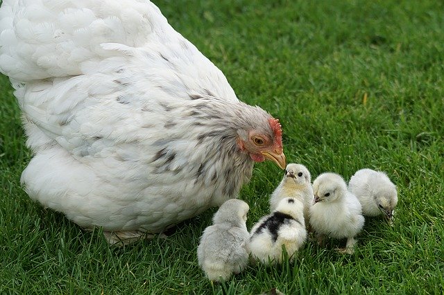 Animal Equality