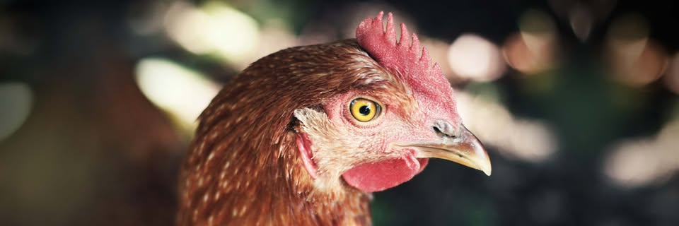 Animal Equality