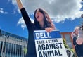 Animal Equality