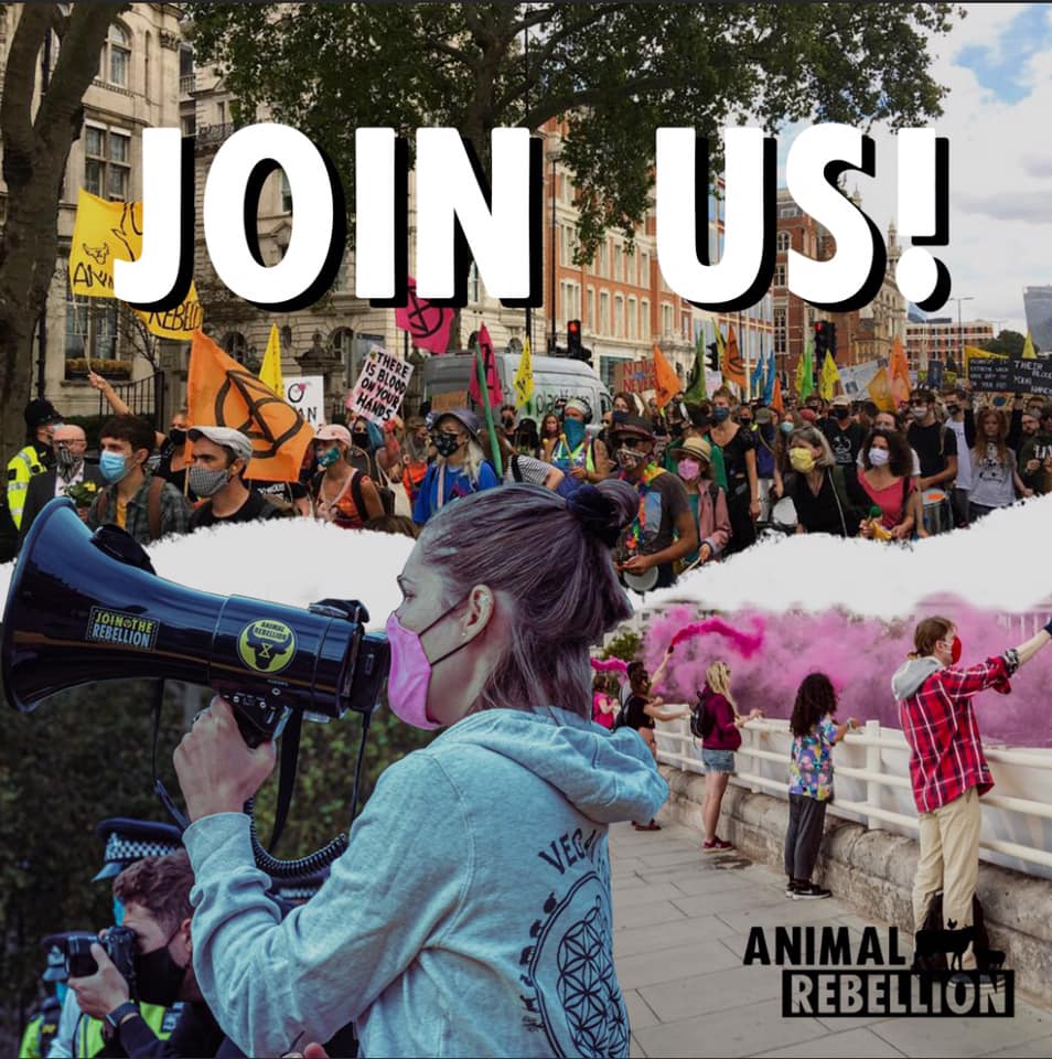 Animal Rising