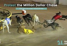 Animal Justice Party NSW