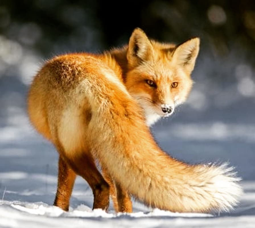Fur Free