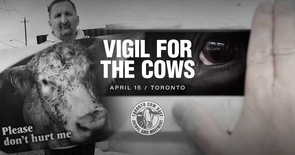 Animal Save Movement