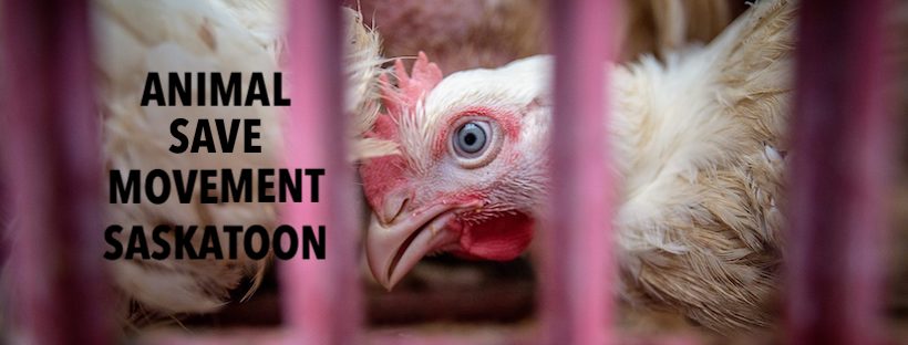 Animal Save Movement