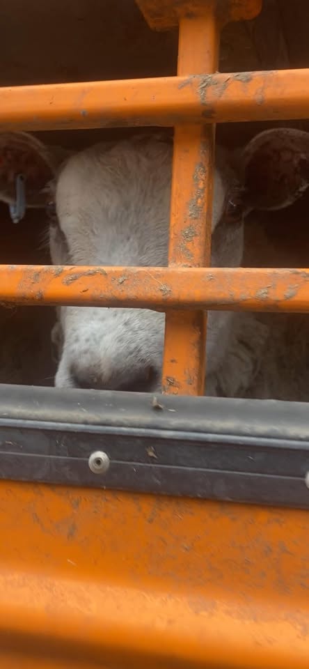 Animal Save Movement