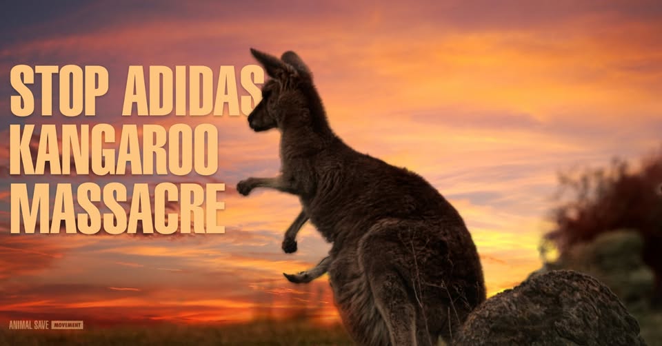 Animal Save Movement