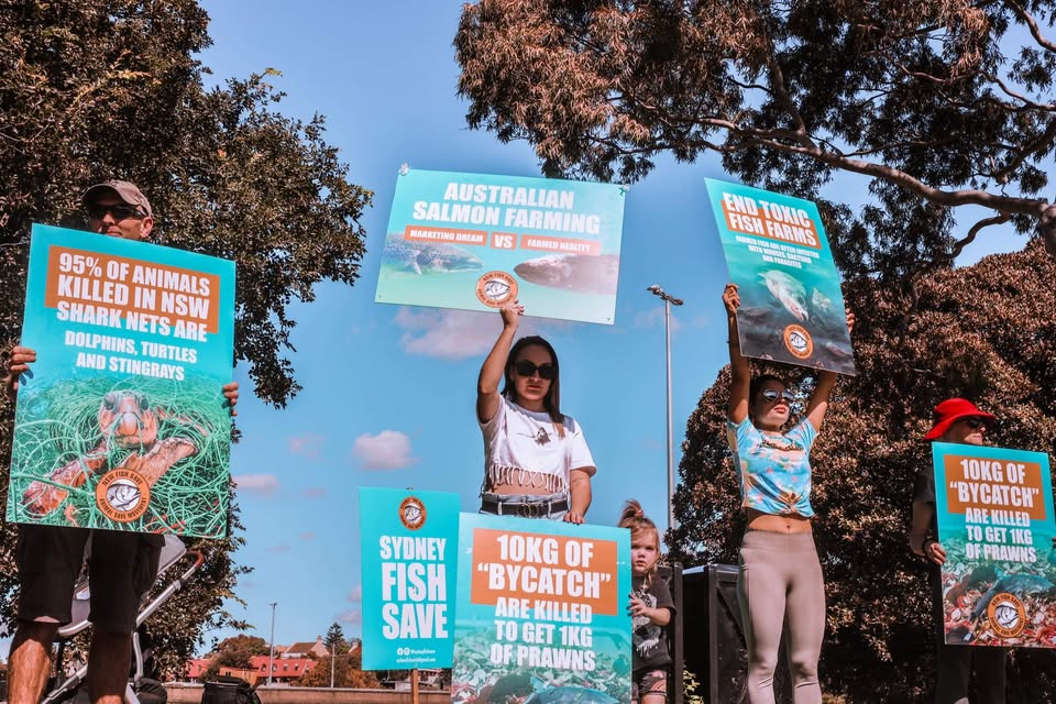 Animal Save Movement