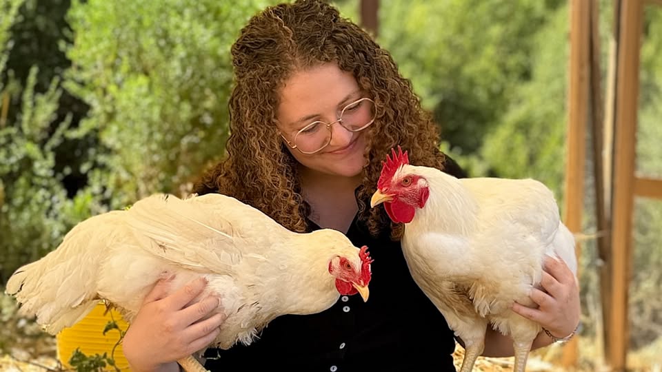 Animal Save Movement