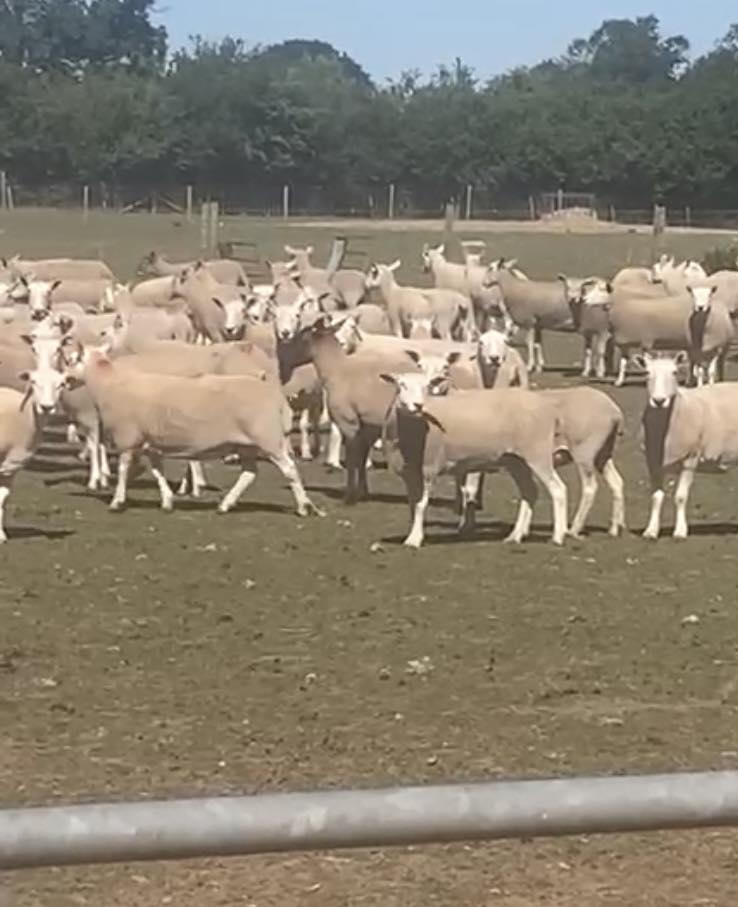 Animal Save Movement