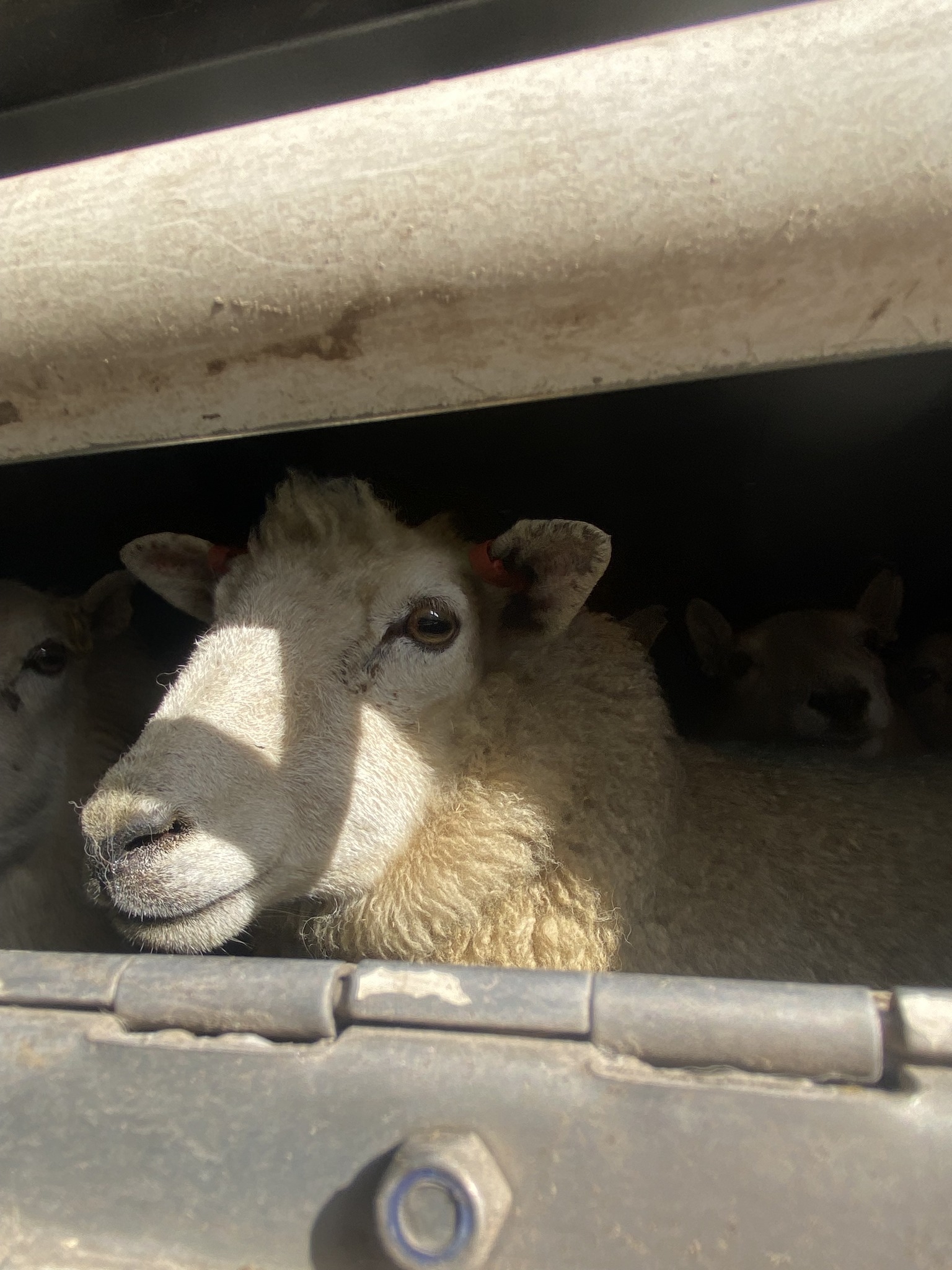 Animal Save Movement