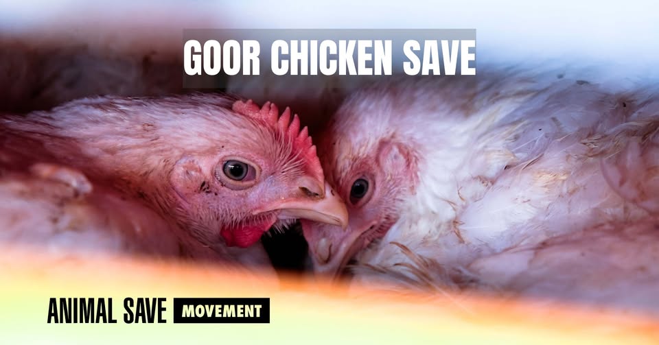 Animal Save Movement