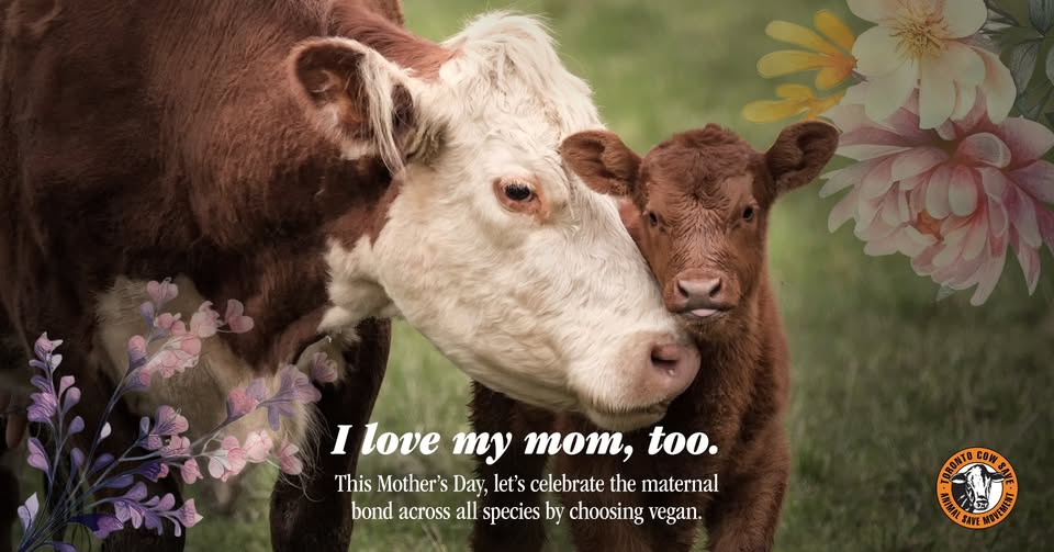 Animal Save Movement