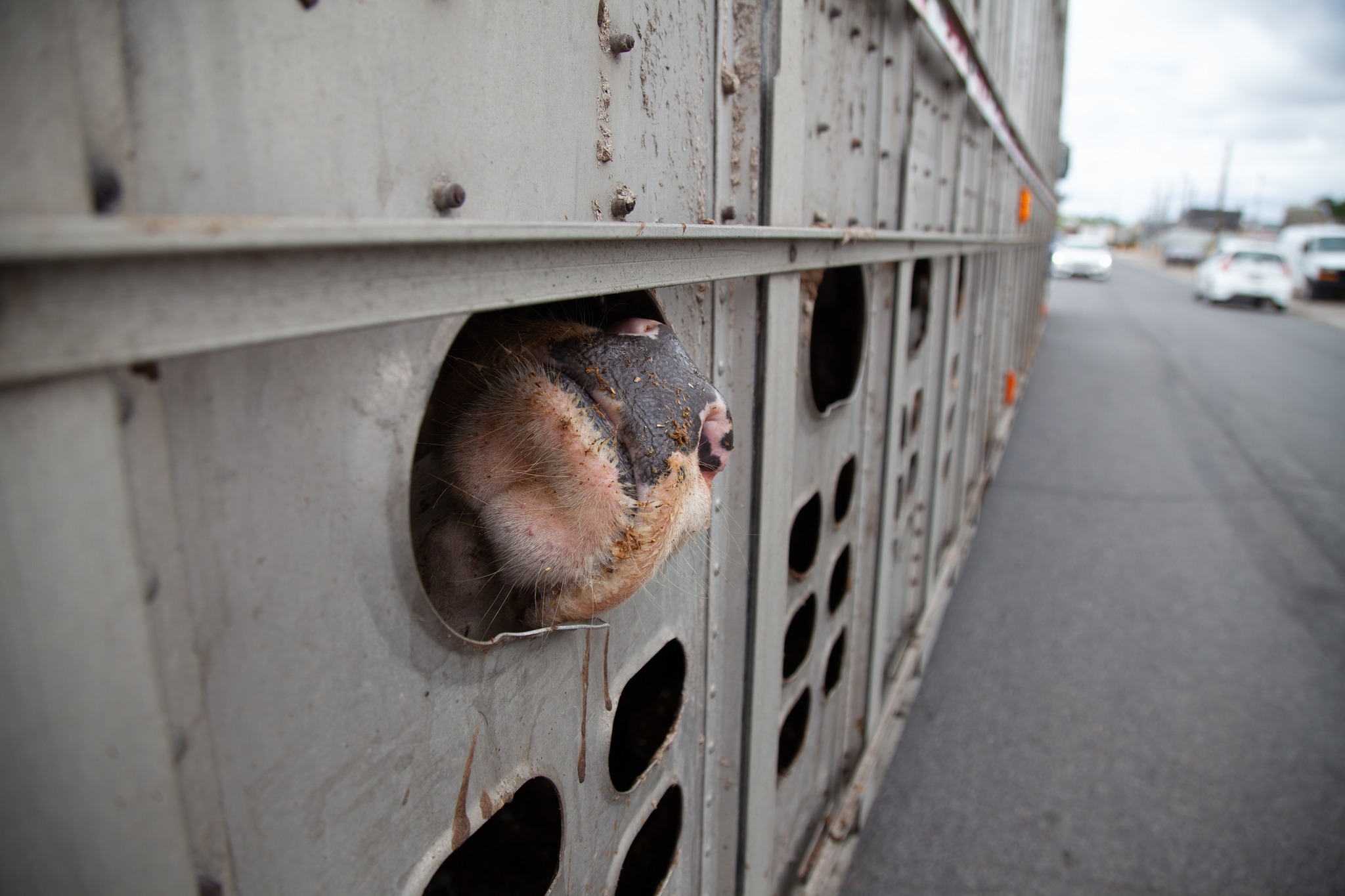 Animal Save Movement