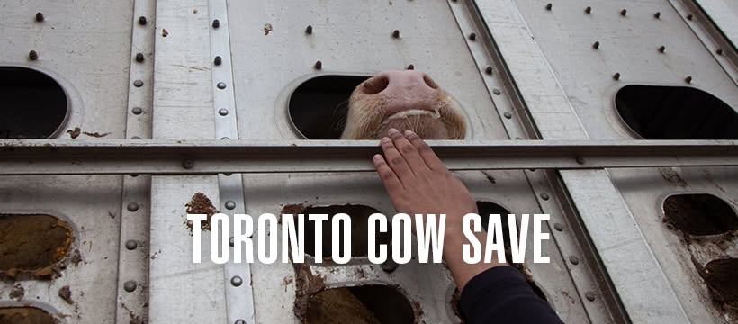 Animal Save Movement