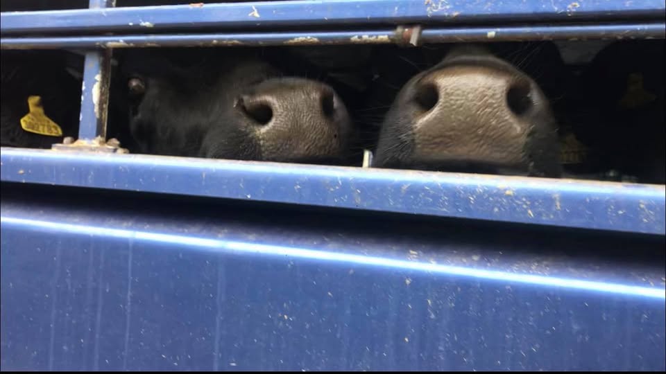 Animal Save Movement