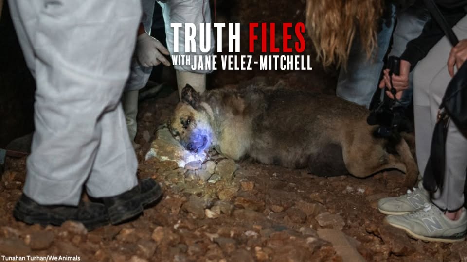 Animal Save Movement