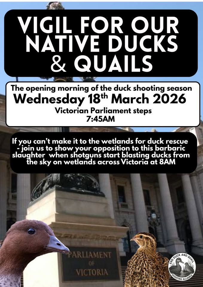 Animal Save Movement