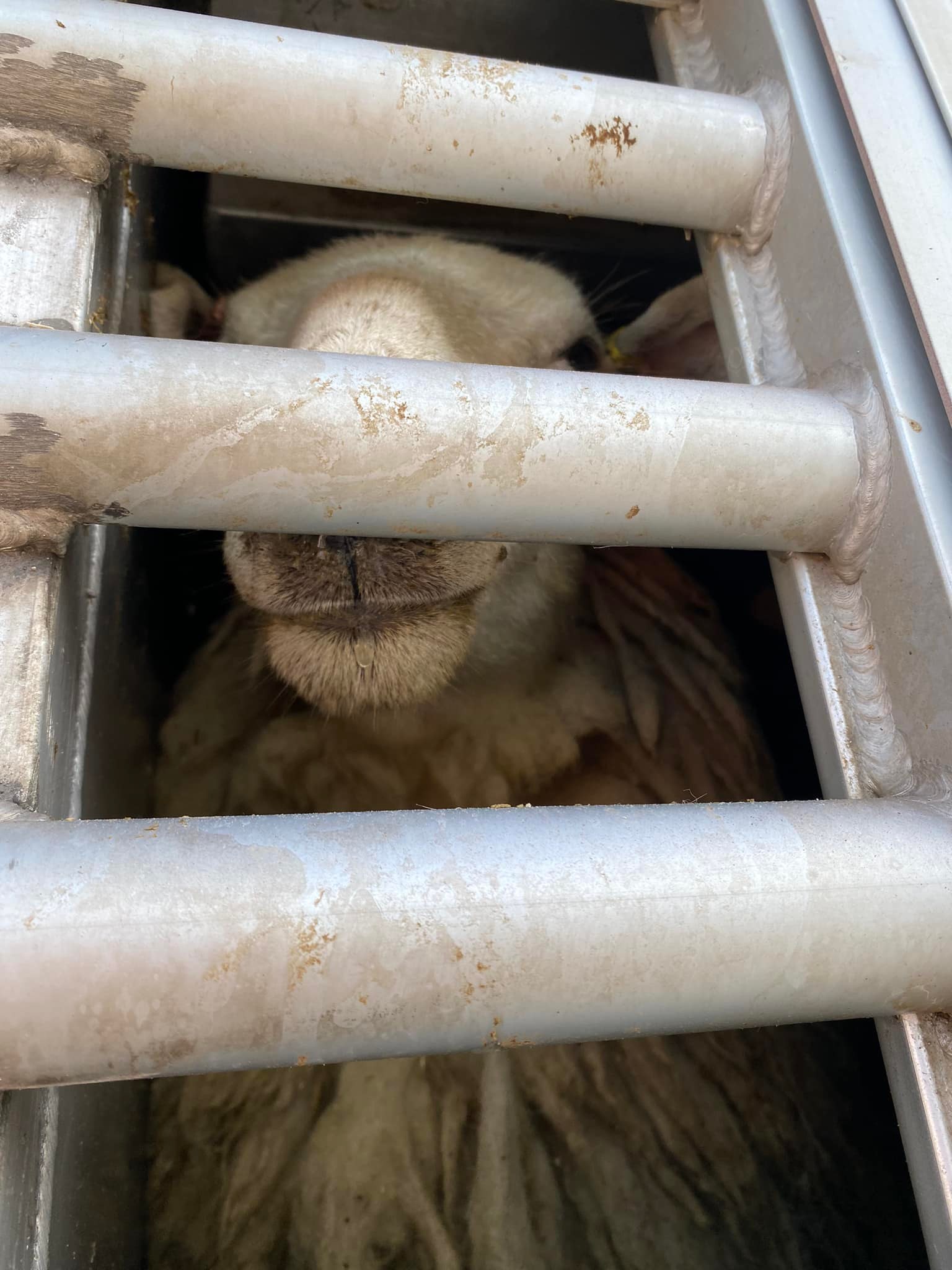 Animal Save Movement