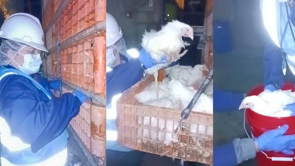 Animal Save Movement