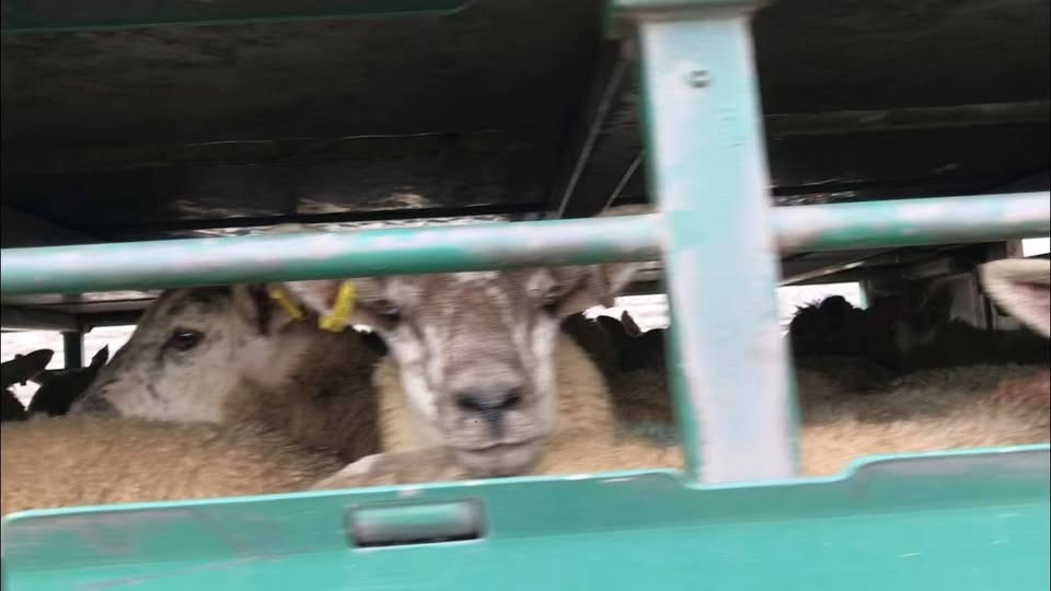 Animal Save Movement