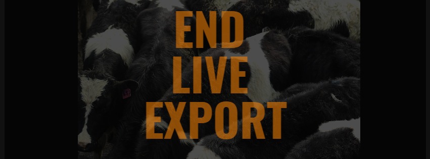 Animal Save Movement