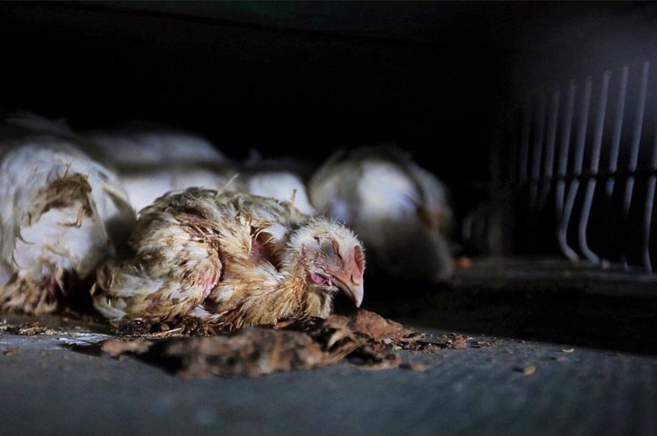 Animal Save Movement
