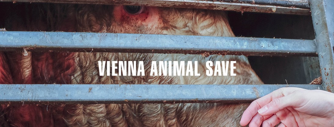 Animal Save Movement