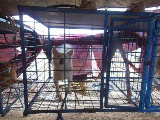 Animal Save Movement