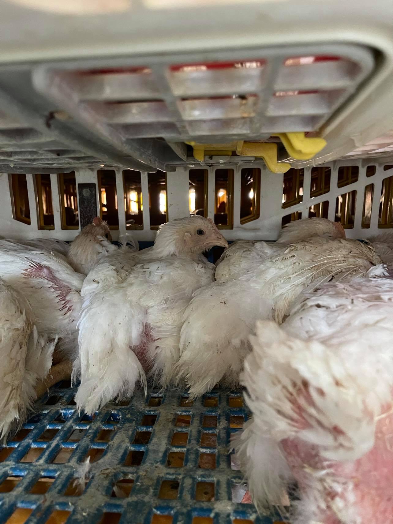 Animal Save Movement